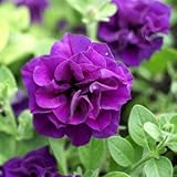 100 Double Wave Blue Velvet Petunia Seeds