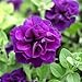 100 Double Wave Blue Velvet Petunia Seeds primary