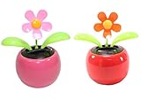 Set of 2 Dancing Flowers ~ 1 Orange 1 Pink Daisy in Assorted Colors Pots Solar Toy Car Dashboard Home Decor Birthday Congratulatory Easter Gift