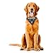 Littlearth Las Vegas Raiders NFL Pet Bandana