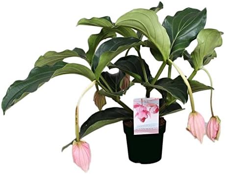FloraStore - Medinilla Magnifica with 5 Buttons (1x), Height 55 cm, Pot Size 17 cm, House Plant