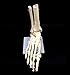 Human Foot Skeleton Model on Base, Foot Bone Skeletal,Life Size, for Science Classroom Study Display Teaching Medical Learning Resources