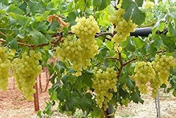 Amazon Co Jp 発芽seeds 1本の挿し木 トンプソン種なしブドウ 新鮮無根ブドウの挿し木 ホーム キッチン
