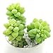 Succulent Sedum Morganianum 'Donkey Tail' 'Burro's Tail' 5 Fresh Cuttings