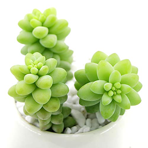 Succulent Sedum Morganianum 'Donkey Tail' 'Burro's Tail' 5 Fresh Cuttings