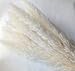 DongArts Natural Dried Pampas Grass, Phragmites Communis,Wedding Flower Bunch, 23” Tall for Home Decor (White)