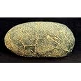 Therapod Dinosaur Egg Fossil Replica - 5.5 inches - Piece by Dinosaurs Rock