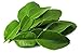 (2 Oz.) Fresh Kaffir Lime Leaves (Thai Lime Leaves) | FREE First Class Shipping from California
