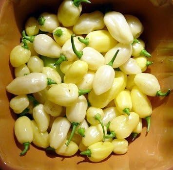 Seeds and Things Peruvian White Lightning Habanero Pepper 30+ Seeds- HOT by Seeds and Things