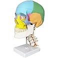 Merinden Skull Model, Painted Human Skull Anatomy Model with Cervical Vertebrae, Nerve, Artery, Removable Skull Cap, Articulated Mandible, Teeth and Stand, Life-Size Skull Head Anatomical Model