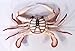 LX Hand Painted Red Crab Beach Tiki Bar Wall Mount Decor 6
