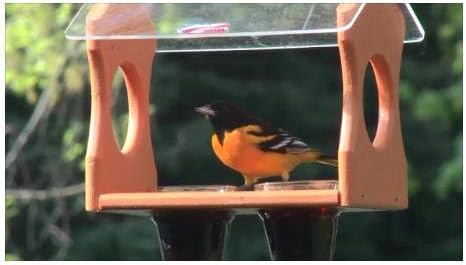 Amazon Com Jcs Wildlife Nature Products Usa Orange Oriole Poly