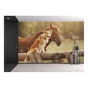 Red Border Collie Dog and Horse Together at Sunset in Summer - Removable Wall Mural | Self-Adhesive Large Wallpaper - 66x96 inches