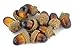 JEDFORE Simulation Artificial Lifelike Fruit Nutty-Brown Acorns for Fall Table Scatter Crafting, Drawing,Home House Kitchen and Autumn Decoration 60PCS Set
