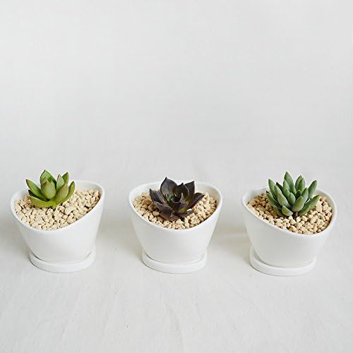 Set of 3-Little Rounded Triangle Succulent Planter With A Ceramic Saucer-White Porcelain Succulent Planter-With Hole on Bottom-Modern Minimalist-Home Decoration