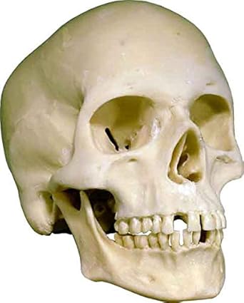 Amazon Com Human Skull Replica Life Size Low Cost Economy Factory 2nd Tier Good Quality Model 3093001 2nds By Nose Desserts Industrial Scientific