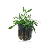 Cryptocoryne Parva Foreground Live Potted Aquatic Aquarium Plants for Freshwater Fish Tank by Greenpro