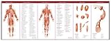 The Muscular and Skeletal Systems, , 0781776783