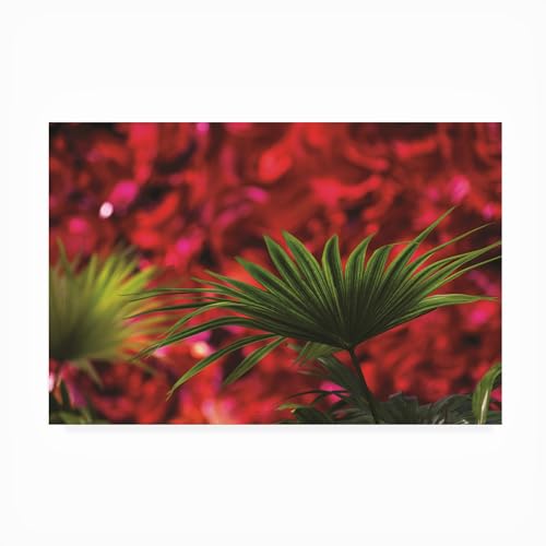 Trademark Fine Art Outdoor Canvas Art - Kurt Shaffer 'Palm on Red' Wall Art for…