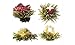 Blooming Flowering Tea (7 Blooms) Gift Bag
