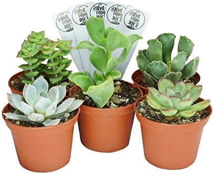 SucCuteLents 5 Pack - Real Live Unique Succulent Plants Fully Rooted in Soil with Planter Pots - Premium Potted House Plant Succulents Cactus Decor (Special)