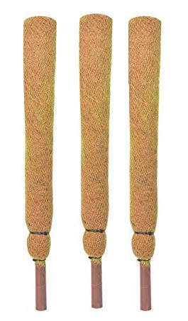 COIR GARDEN Coir Moss Stick/Coco Pole for Climbing Money Plants, Indoor and Outdoor Plants, 2.5 ft, 76 cm - Set of 3