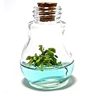 Venus Fly Trap, B52 mericlone, Maintenance Free, 100% Growth Guarantee