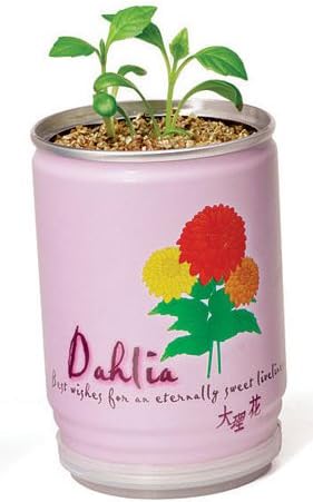 Flower in a Can (Dhalia)