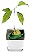 AvoSeedo Avocado Tree Growing Kit with Pot, Green & White, Practical Gifts for Women, Mom, Sister, Best Friend & Kids, Plant Indoors with Novelty Pit Grower Boat & Kitchen Garden Seed Starter