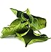 Organic Dried Kaffir Lime Leaves from Citrus Hystrix plant, also known as Makru (0.5 OUNCE BAG)