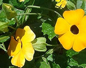 ASTONISH SEEDS: Planta ergia amarillo (-Eyed Susan e) 200 ...