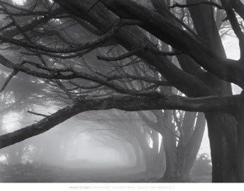 Cypresses, Skyline Drive, South San Francisco, 1996 Poster Mark Citret (47 x 37)