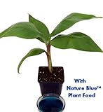 Dwarf Banana Plant - Musa - With Nature Blue Plant Food - 4