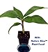 Dwarf Banana Plant - Musa - With Nature Blue Plant Food - 4" Pot