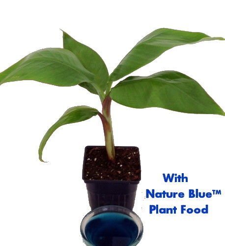 Dwarf Banana Plant - Musa - With Nature Blue Plant Food - 4 Dwarf Banana Plant - Musa - With Nature Blue Plant Food - 4
