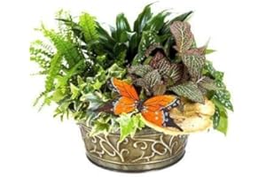 THE SHOPSTATION Sympathy Garden - Same Day Sympathy Flowers Delivery - Sympathy Flower - Sympathy Gifts - Send Online Sympathy Plants & Flowers