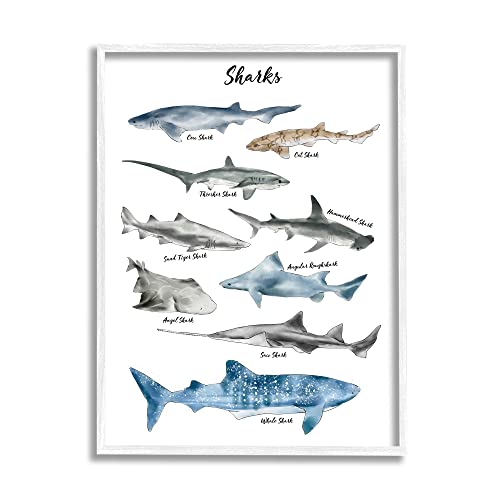 Stupell Industries Nautical Shark Chart Watercolor Marine Animals, Design by Zi…