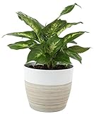 Costa Farms Dumb Cane Dieffenbachia, Indoor Plant in D&eacute;cor Planter, 12 to 14-Inches Tall, White-Natural