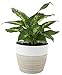 Costa Farms Dumb Cane Dieffenbachia, Indoor Plant in D&eacute;cor Planter, 12 to 14-Inches Tall, White-Natural primary
