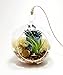 Air Plant Terrarium with 4