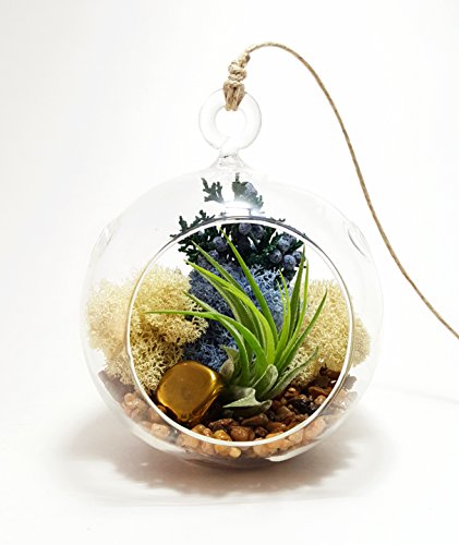 Bliss Gardens Air Plant Terrarium with 4 Bliss Gardens Air Plant Terrarium with 4