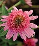 Double Scoop Bubble Gum Coneflower Seeds (Echinacea) 50 Seeds Upc 647923988925