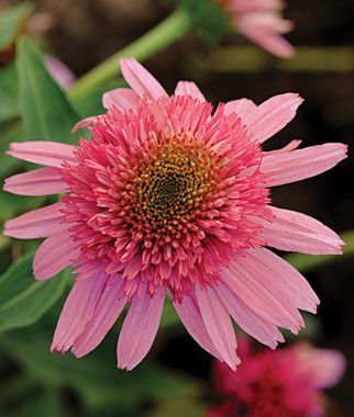 Double Scoop Bubble Gum Coneflower Seeds (Echinacea) 50 Seeds Upc 647923988925
