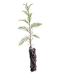 Montezuma Cypress (Taxodium mucronatum) â€“ Small
