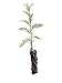 Montezuma Cypress | Live Tree Seedling (Small) | The Jonsteen Company