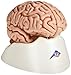 3B Scientific C18 Classic Brain 5 part - 3B Smart Anatomy