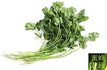 Amazon Co Jp 高野菜種子のコリアンダー種子発芽率約100種子の販売 ホーム キッチン