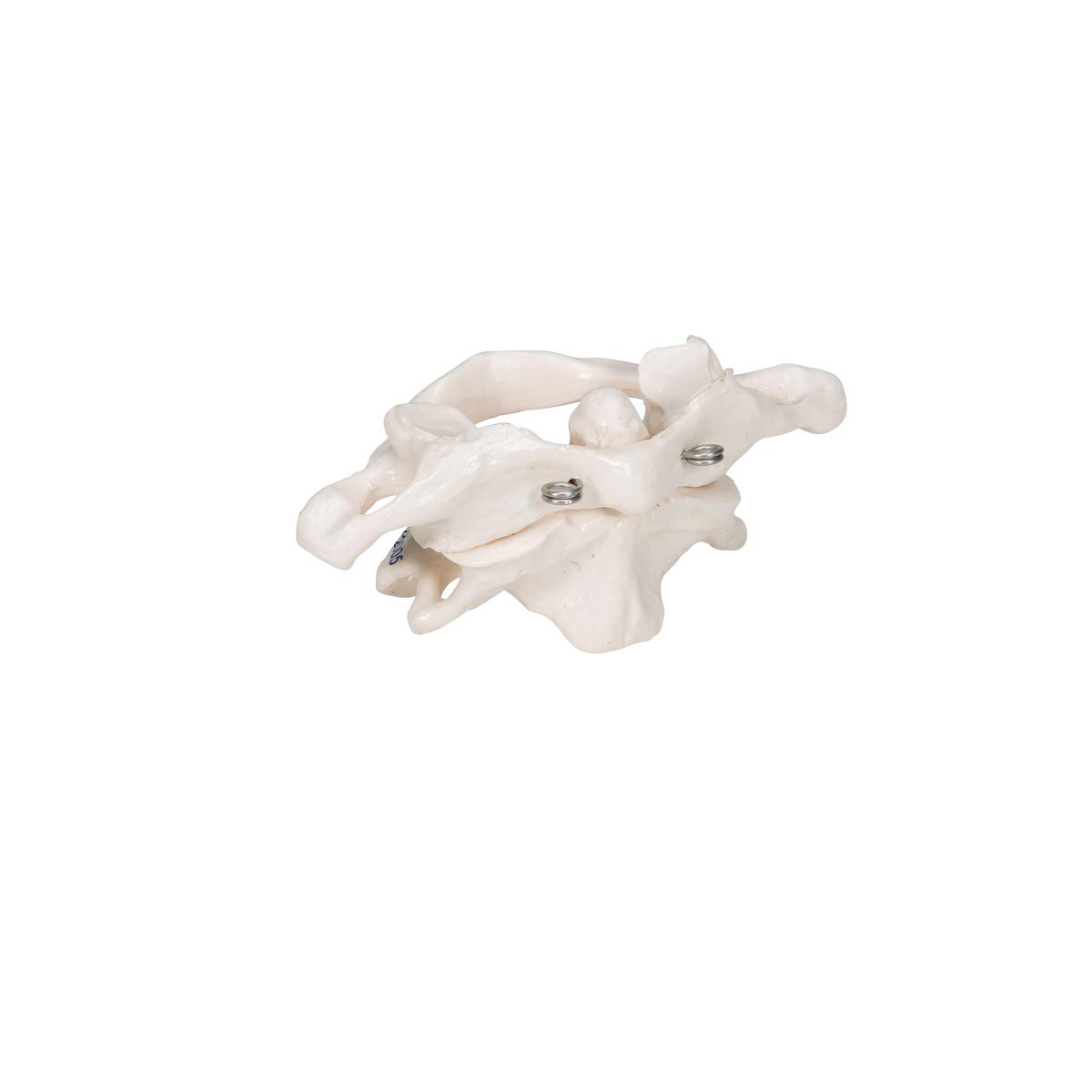 3B Scientific A71 Atlas and Axis, No Stand + free Anatomy App - 3B Smart Anatomy - Image 3