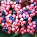 BrandywineTM Viburnum Shrub - Beautiful Berries/Hardy -Proven Winners-4" Pot