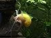 3 Golden Mystery Snails (Algae Eaters - young adult 1/2 to 2+ inch) by Aquatic Arts